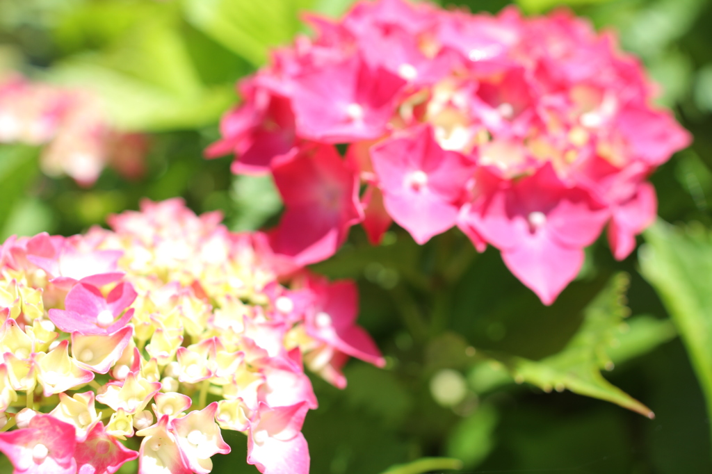 紫陽花