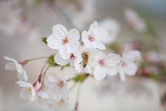 桜　2019-1