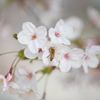 桜　2019-1