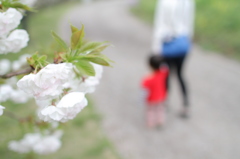 母と娘、見送る桜