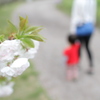 母と娘、見送る桜