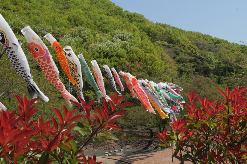 風がふいて鯉およぐ