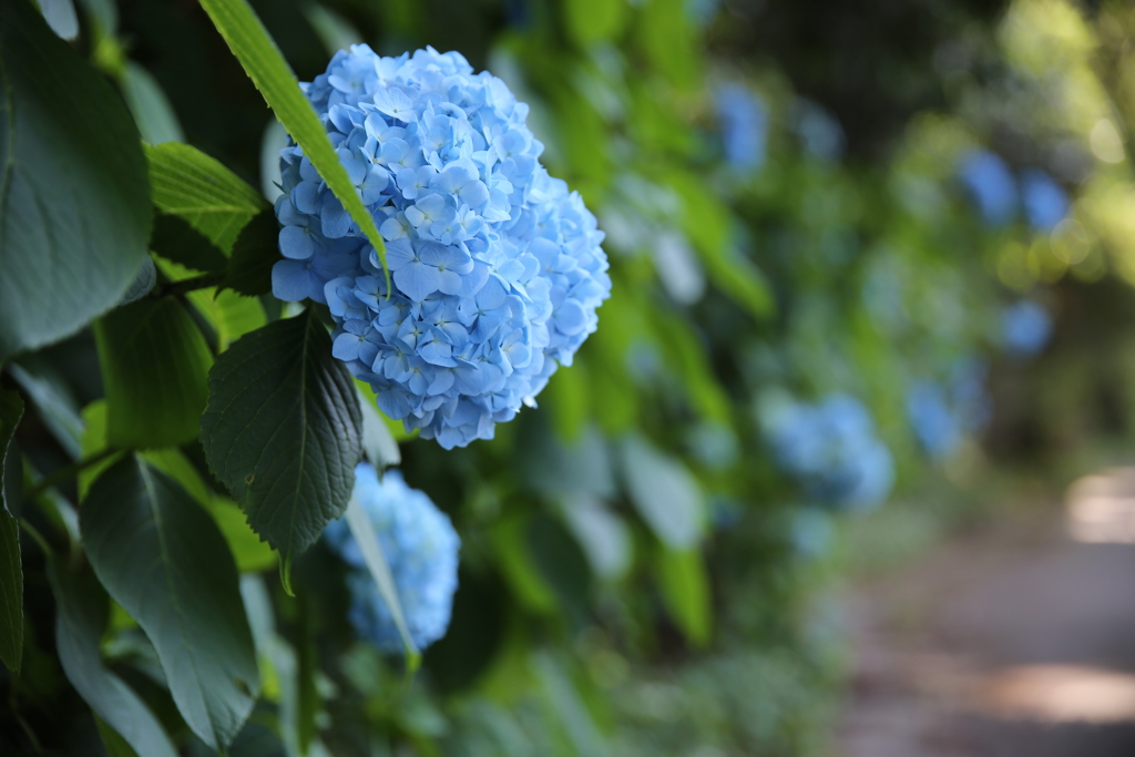 紫陽花