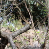 ジョウビタキ？