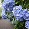 紫陽花