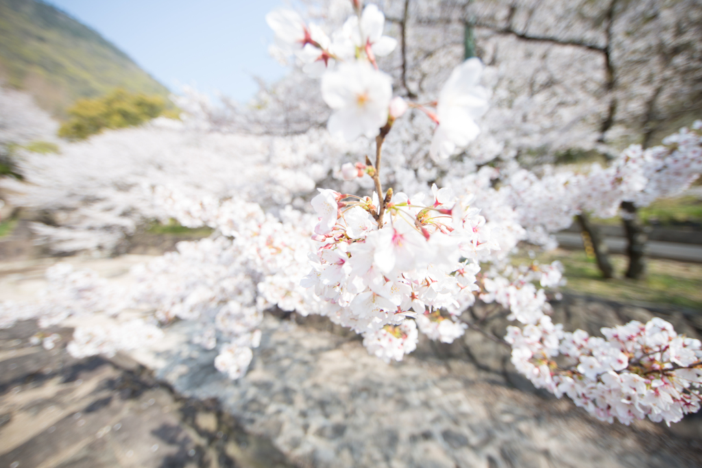 桜　2019-3