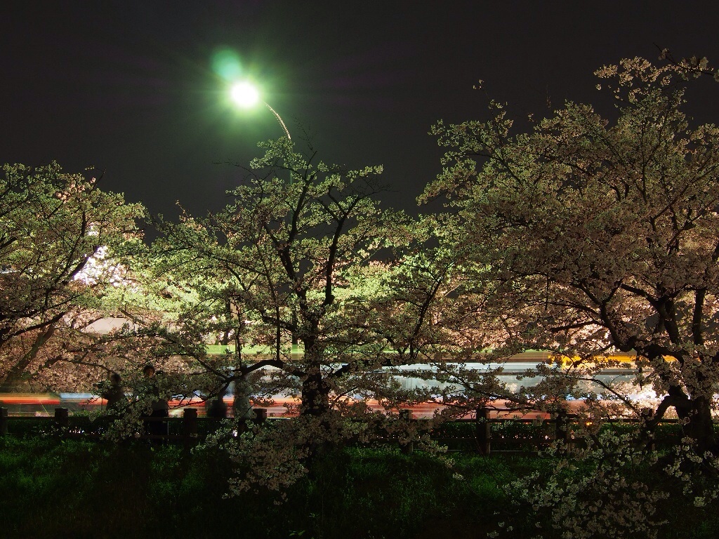 夜桜