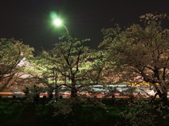 夜桜