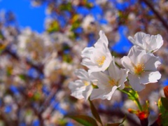 咲き