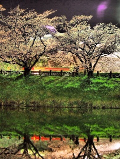 夜桜2