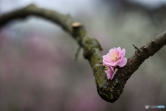 力強く咲く