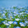 Nemophila