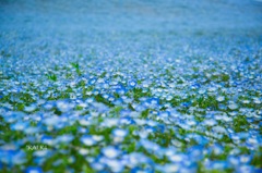 Nemophila 2
