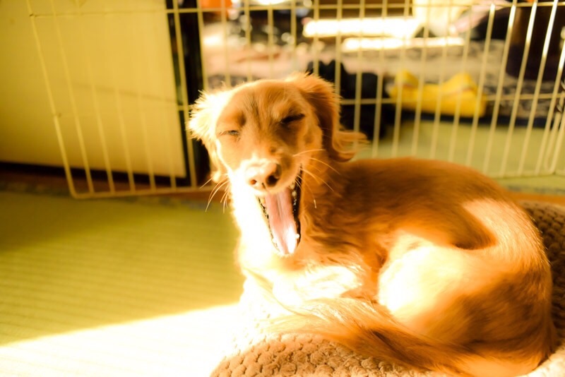 ガオ〜