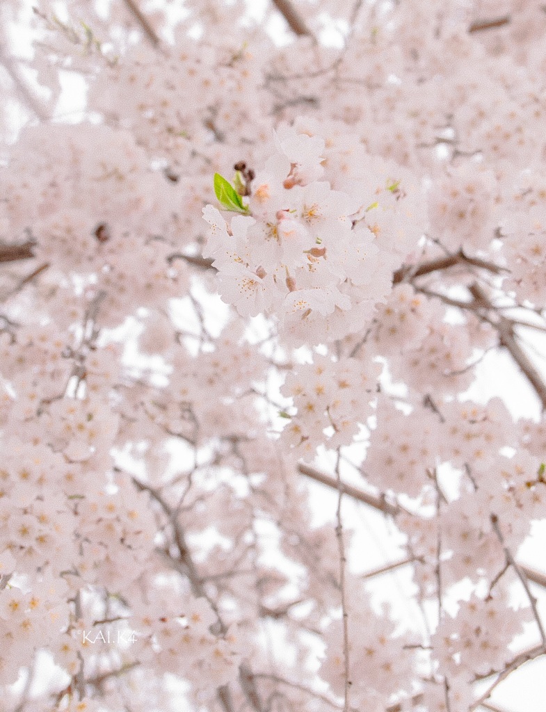 桜…