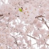 桜…