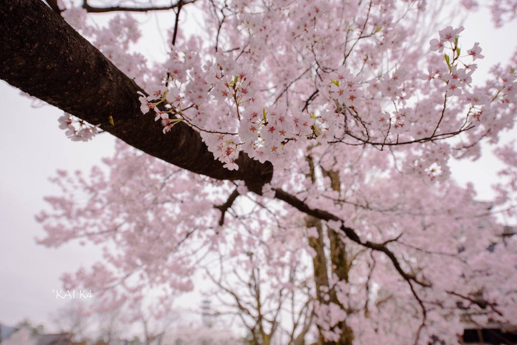 桜