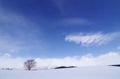 冬の一本桜