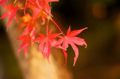 秋の終わり。虫食い紅葉