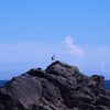 海･鳥