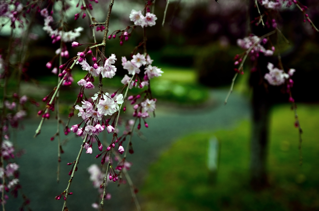 垂桜（菊池公園）