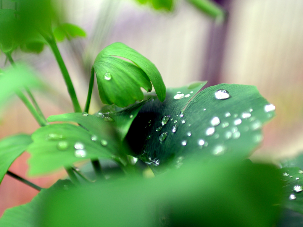 雨上がり