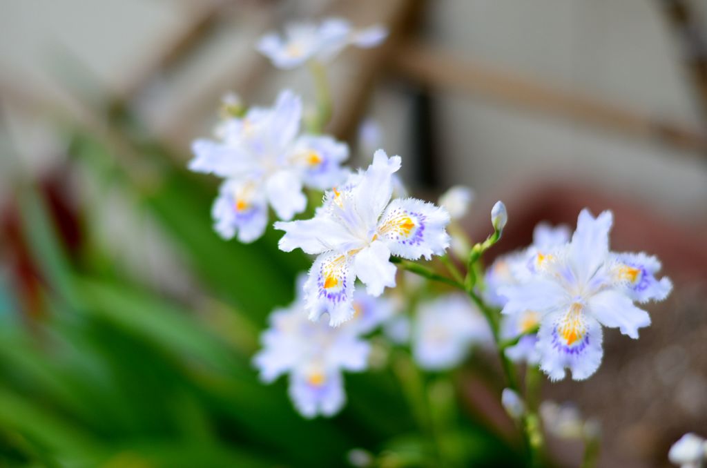 花の写真　練習中  シャガ