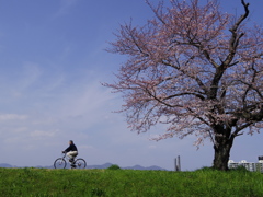 桜のある風景