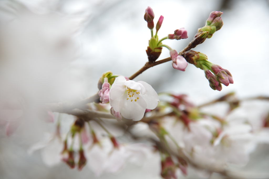 曇り空の桜