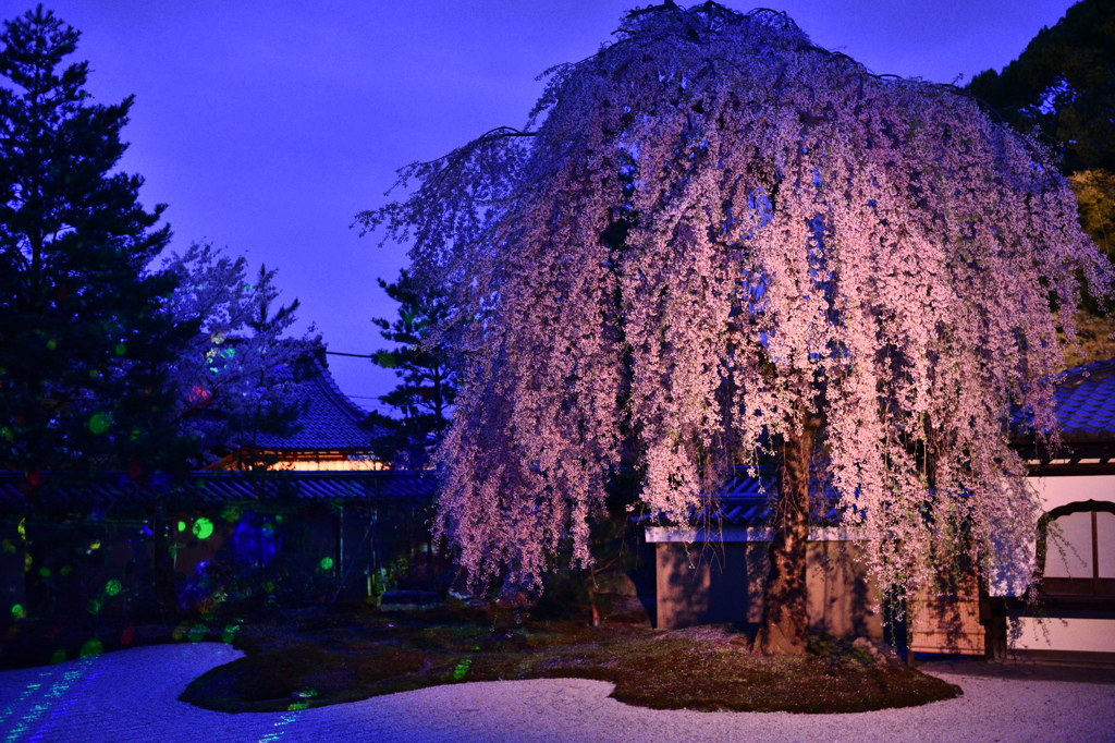 高台寺 夜桜