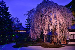高台寺 夜桜