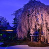 高台寺 夜桜