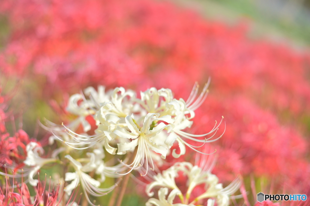 曼珠沙華