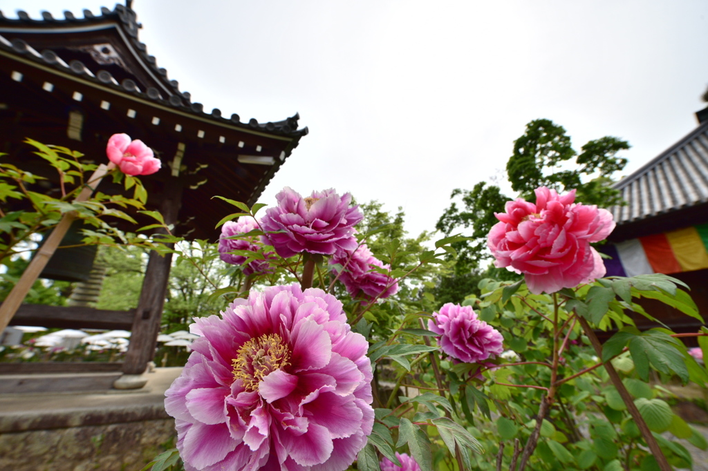 牡丹 乙訓寺