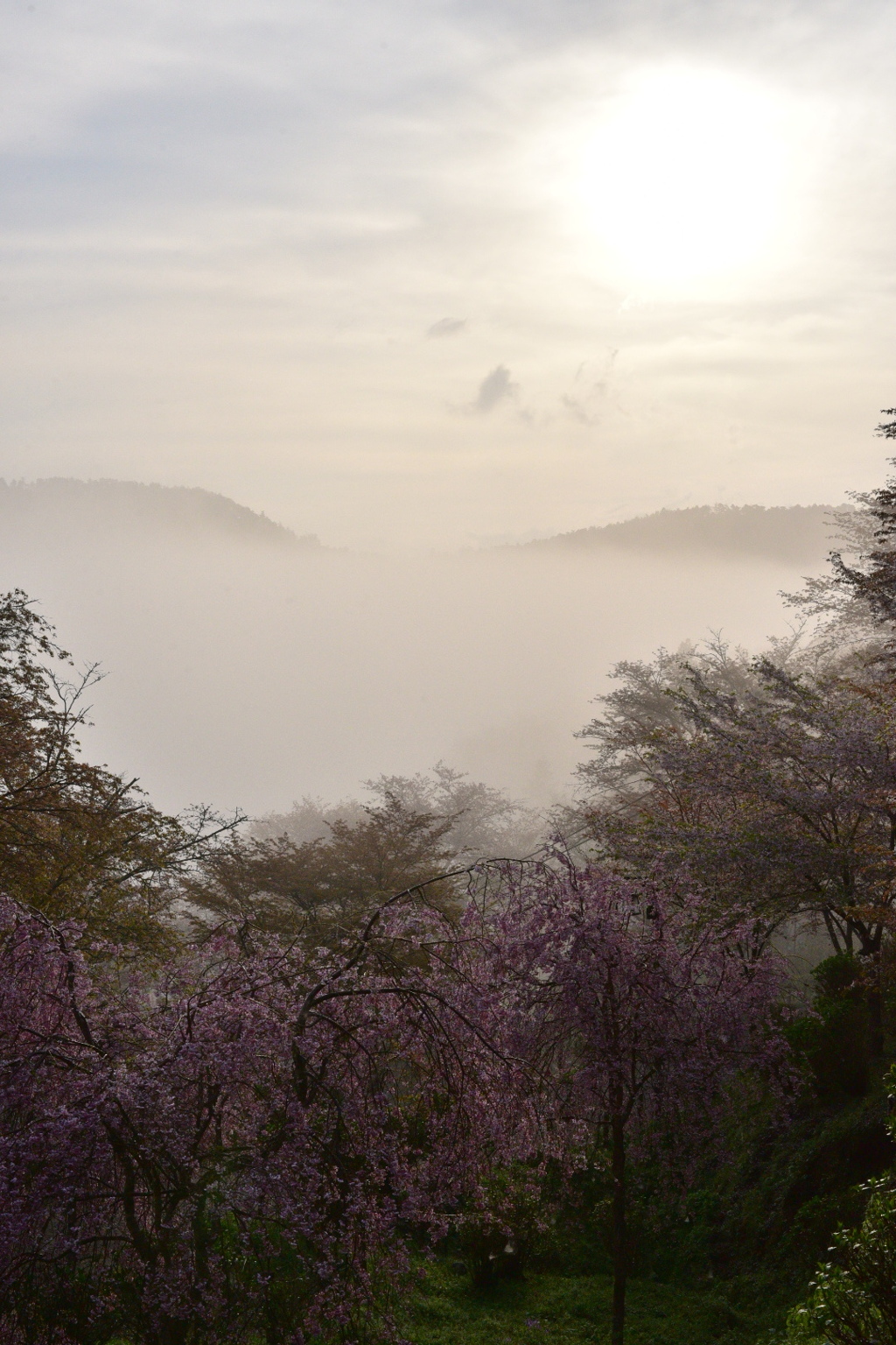吉野山 朝靄
