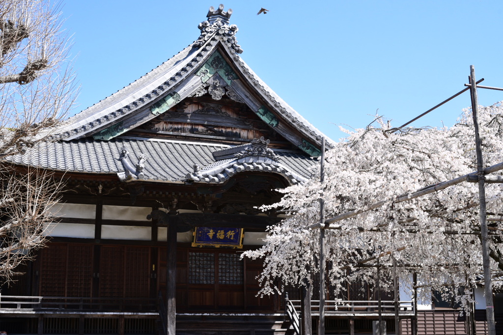 行福寺 しだれ桜