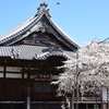 行福寺 しだれ桜