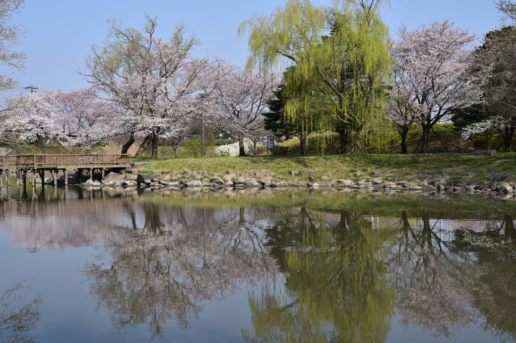 柳川瀬公園 春