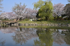 柳川瀬公園 春