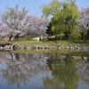 柳川瀬公園 春