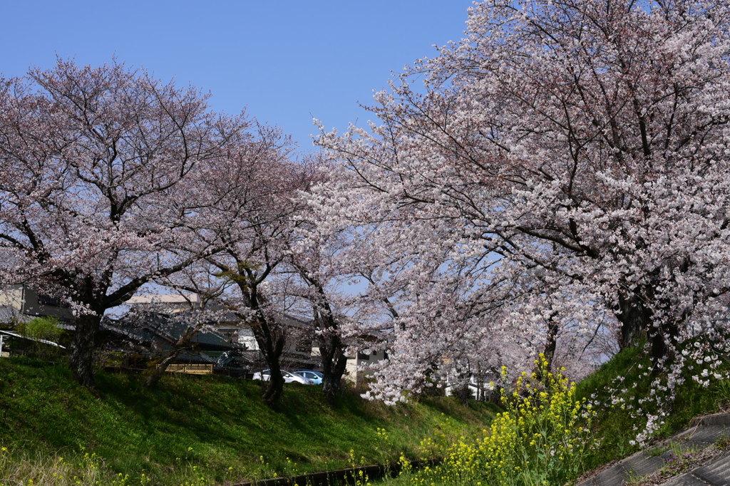 伊賀川桜堤