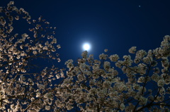 月夜桜