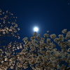 月夜桜