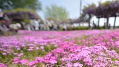 鳥羽の芝桜