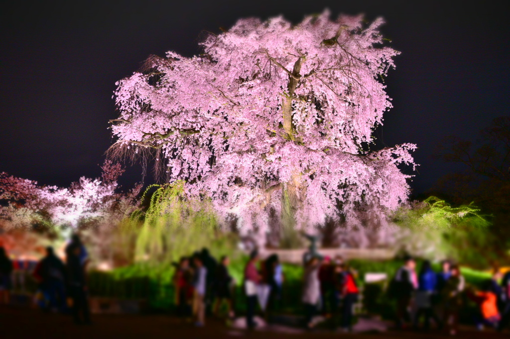 円山公園 しだれ桜