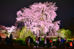 円山公園 しだれ桜