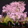 円山公園 しだれ桜