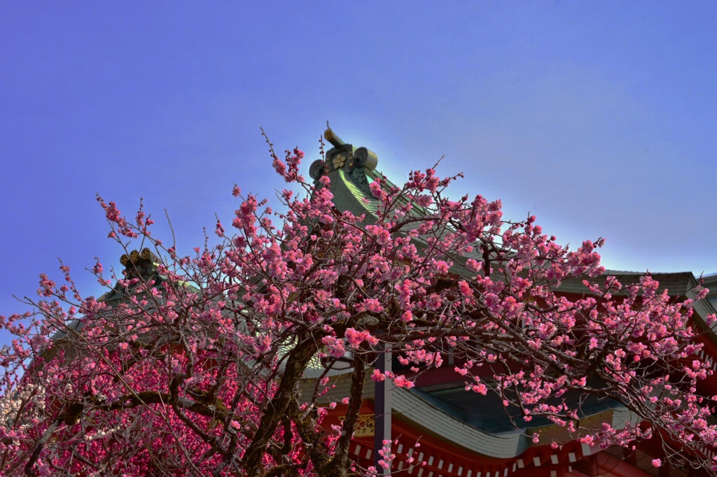 北野天満宮 梅苑