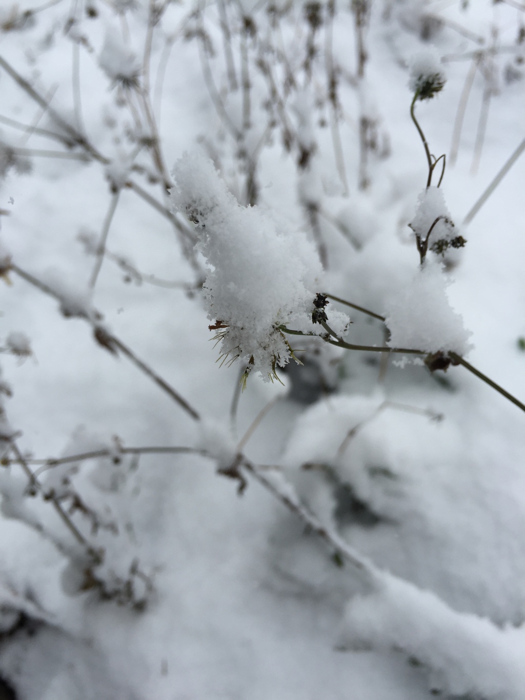 八代 ワタ雪