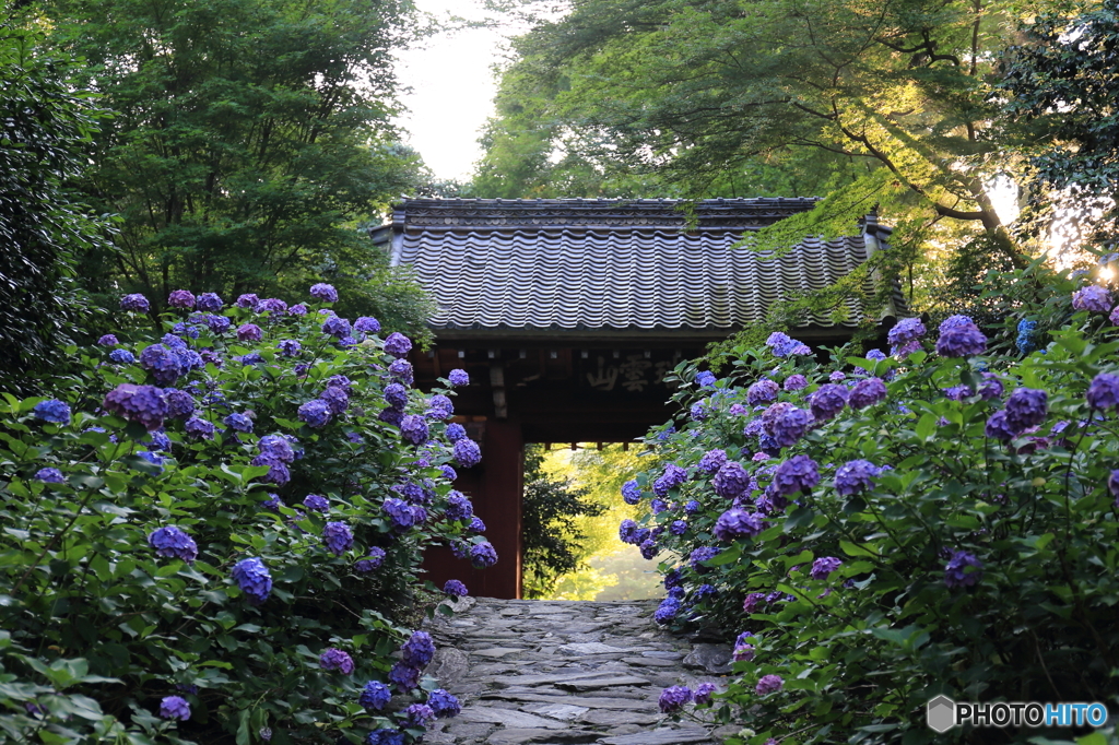 本光寺山門１